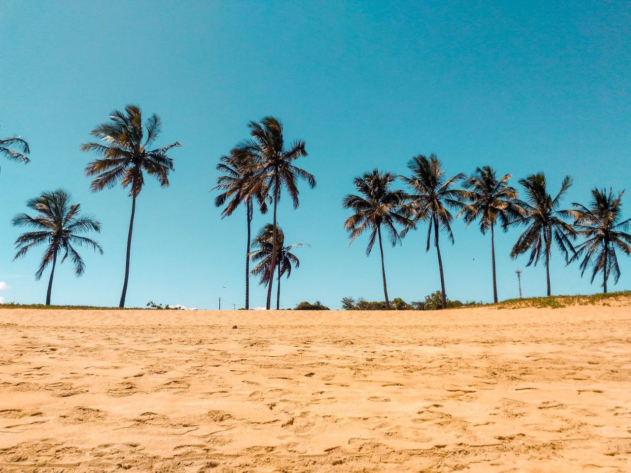 Palm trees in the distance and a beach sand