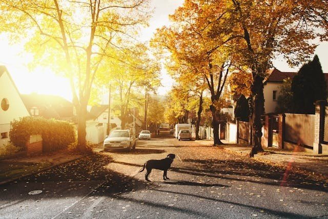 A dog in the middle of the street